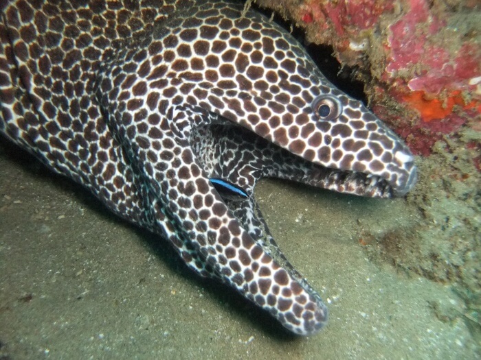 Zulu Scuba 1